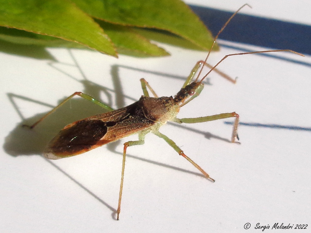 Zelus renardii